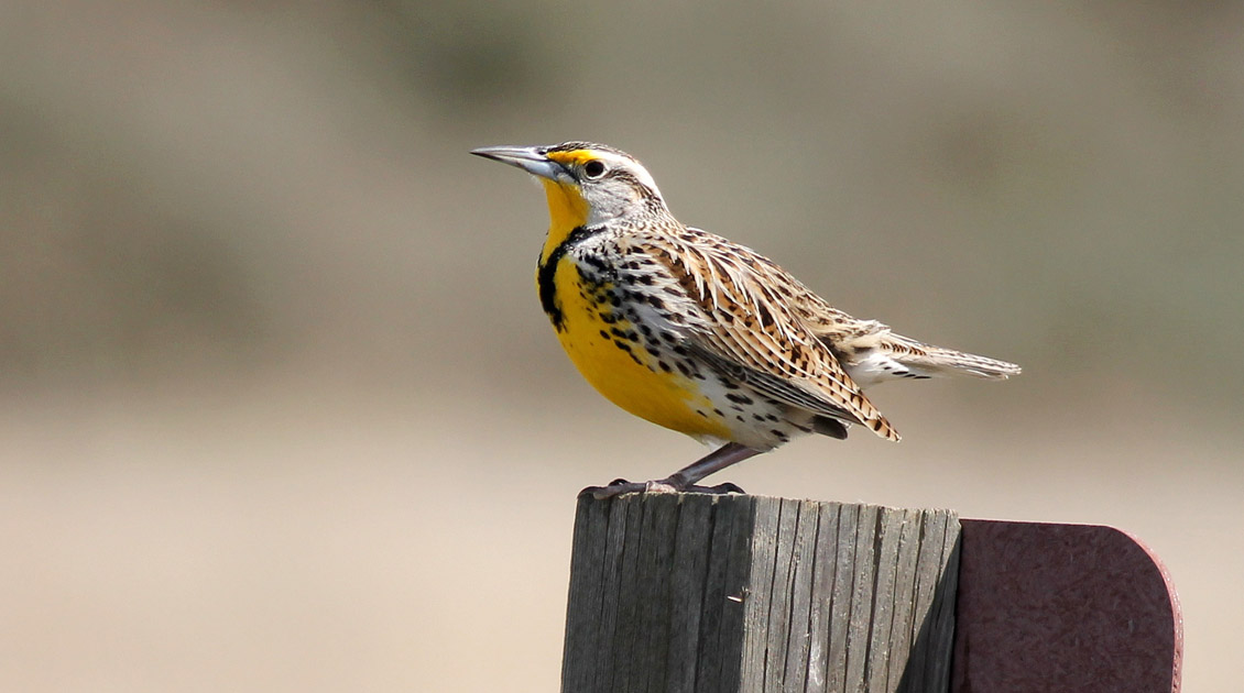 Western Meadowlark Perched on a Signpost